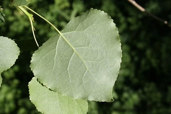 Hybrid Black Poplar (Populus x canadensis) close-up of leaf underside, growing in woodland, Vicarage Plantation