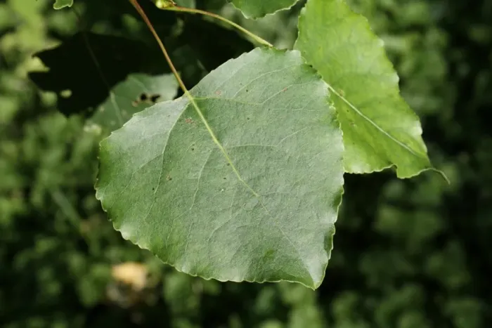 Framed Print : Hybrid Black Poplar (Populus x canadensis) close-up of leaf, growing in woodland, Vicarage Plantation, Mendlesham Framed Print : Hybrid Black Poplar (Populus x canadensis) close-up of leaf, growing in woodland, Vicarage Plantation, Mendlesham