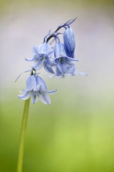 Hybrid Bluebell (Endymion non-scriptus x hispanica) Common x Spanish hybrid, close-up of flowers, Warton Crag
