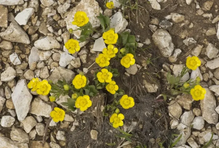 Framed Print : Hybrid Buttercup (Ranunculus hybridus) flowering, growing at high altitude, Dolomites, Italian Alps, Italy, June Framed Print : Hybrid Buttercup (Ranunculus hybridus) flowering, growing at high altitude, Dolomites, Italian Alps, Italy, June
