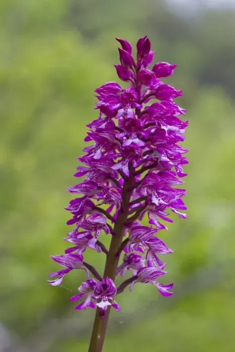 Framed Print : Hybrid Orchid (Orchis hybrida) hybrid of Lady Orchid (O. purpurea) and Military Orchid (O)