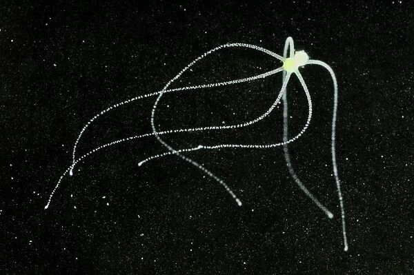 Hydra (Hydra viridis) with tentacles extended, Italy, june