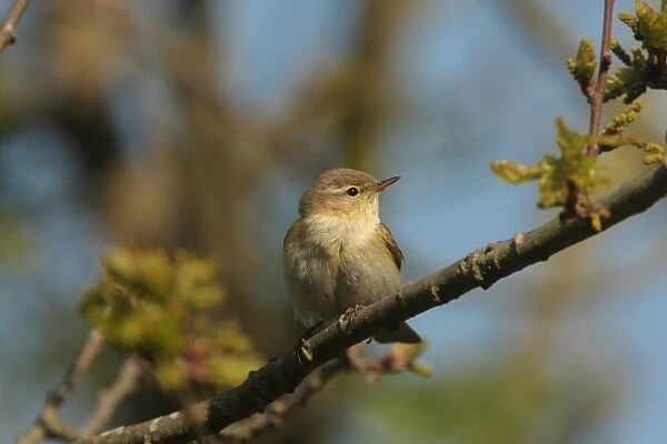 Iberian Chiffchaff (Phylloscopus ibericus) adult male, vagrant, perched on twig, Walderslade, Kent, England, may