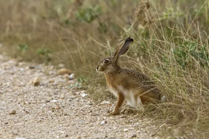 Framed Print : Iberian Hare, Extremadura, Spain