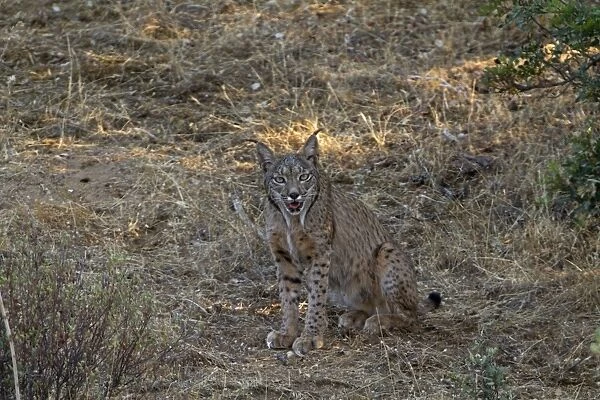 Iberian Lynx (Lynx pardinus) adult, sitting in shade, panting, Sierra Morena, Andalucia, Spain, July