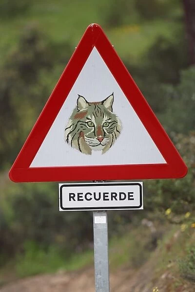 Iberian Lynx (Lynx pardinus) crossing warning sign beside road in dehesa, Sierra de Andujar, Jaen, Andalucia, Spain, march