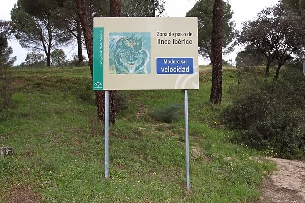 Iberian Lynx (Lynx pardinus) crossing warning sign beside road in dehesa, Sierra de Andujar, Jaen, Andalucia, Spain, march