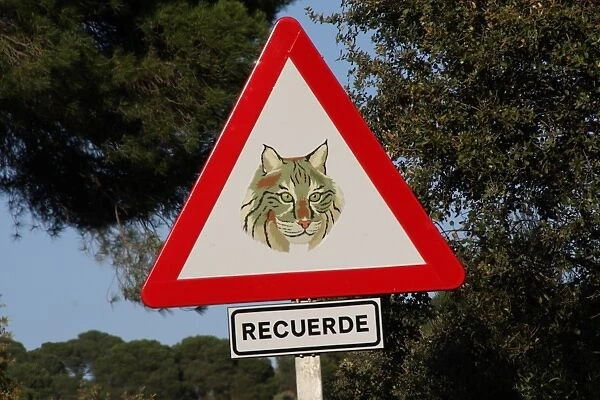 Iberian Lynx (Lynx pardinus) crossing warning sign beside road in dehesa, Sierra de Andujar, Jaen, Andalucia, Spain