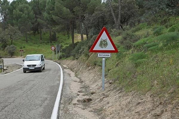 Iberian Lynx (Lynx pardinus) crossing warning sign beside road with passing car in dehesa, Sierra de Andujar, Jaen, Andalucia, Spain, march