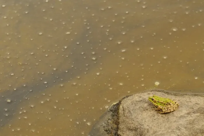 Framed Print : Iberian Marsh Frog (Pelophylax perezi) adult, sitting on rock beside pond, Spain, june Framed Print : Iberian Marsh Frog (Pelophylax perezi) adult, sitting on rock beside pond, Spain, june