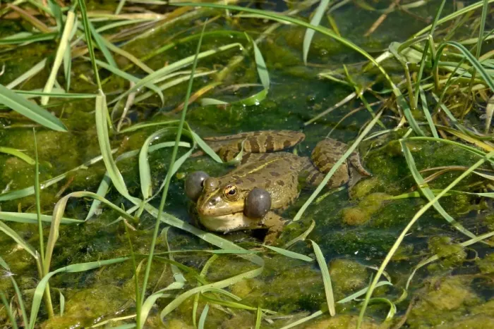 Framed Print : Iberian Marsh Frog (Rana perezi) adult, calling with inflated vocal sacs, at surface of water, Villafafila, Zamora Framed Print : Iberian Marsh Frog (Rana perezi) adult, calling with inflated vocal sacs, at surface of water, Villafafila, Zamora