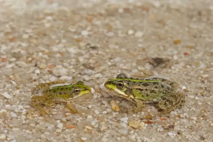 Framed Print : Iberian Marsh Frog (Rana perezi) two juveniles, facing each other in shallow water, Northern Spain, july Framed Print : Iberian Marsh Frog (Rana perezi) two juveniles, facing each other in shallow water, Northern Spain, july