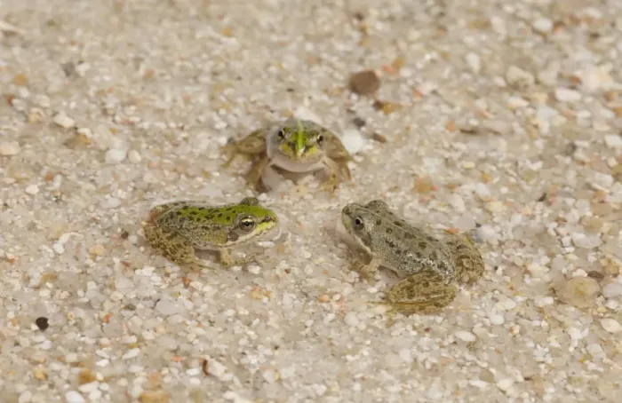 Framed Print : Iberian Marsh Frog (Rana perezi) three juveniles, facing each other in shallow water, Northern Spain, july