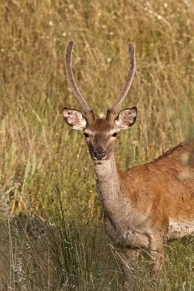 Iberian Red Deer taken in Extremadura Spain, A young male
