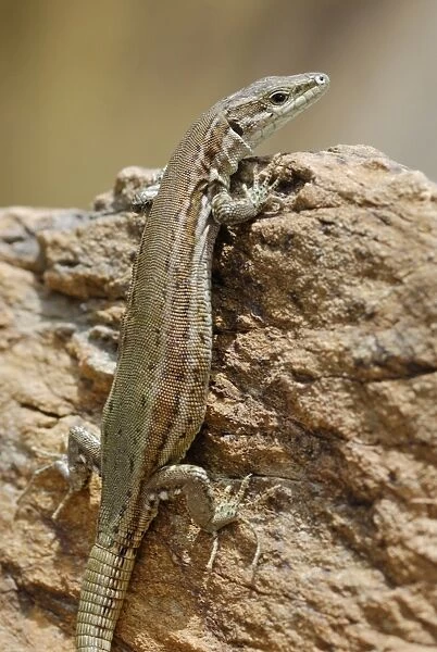 Iberian Wall Lizard (Podarcis hispanicus) adult, resting on rocky hillside, Arroyo de la Vid, Monfrague N. P