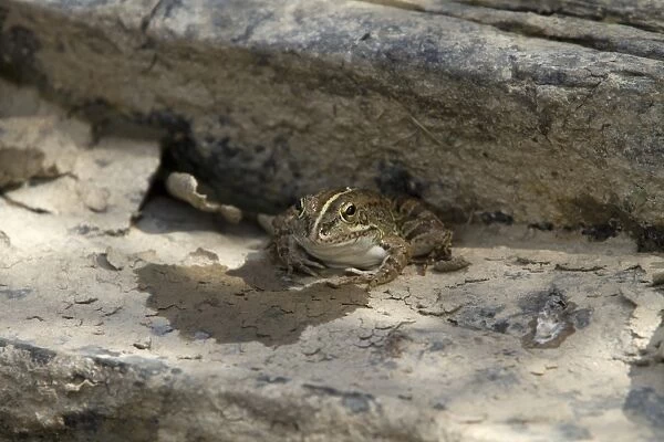 Iberian Water Frog, Extremadura Spain