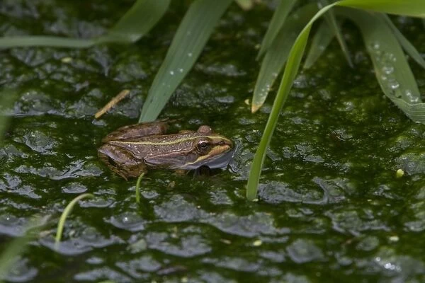 Iberian Water Frog - Extremadura, Spain