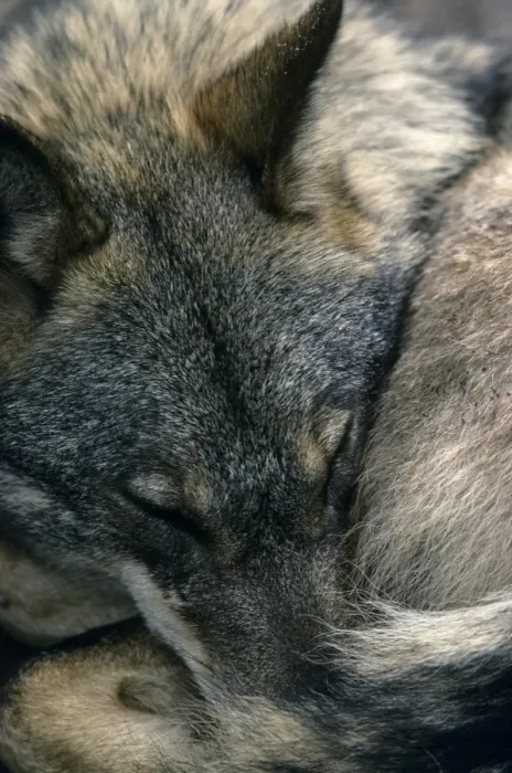 Framed Print : Iberian Wolf (Canis lupus signatus) adult female, close-up of head, sleeping, Iberian Wolf Recovery Centre, Portugal Framed Print : Iberian Wolf (Canis lupus signatus) adult female, close-up of head, sleeping, Iberian Wolf Recovery Centre, Portugal