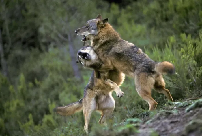 Framed Print : Iberian Wolf (Canis lupus signatus) two adult males, fighting, Iberian Wolf Recovery Centre, Portugal Framed Print : Iberian Wolf (Canis lupus signatus) two adult males, fighting, Iberian Wolf Recovery Centre, Portugal