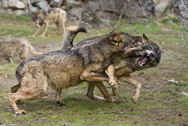 Iberian Wolf (Canis lupus signatus) two adults, fighting, dominance interaction, on private reserve, Spain (captive)