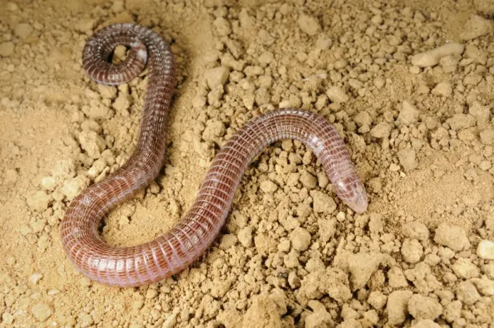 Framed Print : Iberian Worm Lizard (Blanus cinereus) adult, on soil, Spain, september Framed Print : Iberian Worm Lizard (Blanus cinereus) adult, on soil, Spain, september