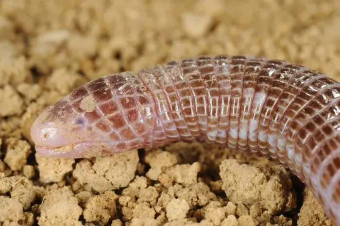 Framed Print : Iberian Worm Lizard (Blanus cinereus) adult, close-up of head, Spain, september Framed Print : Iberian Worm Lizard (Blanus cinereus) adult, close-up of head, Spain, september