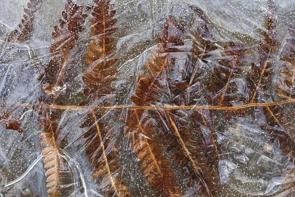 Ice, Bracken (Pteridium aquilinum) frond encased in frozen puddle, Dorset, England, november