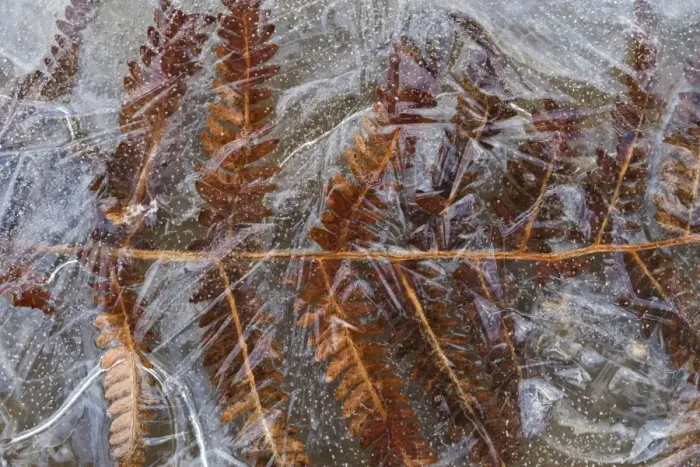 Framed Print : Ice, Bracken (Pteridium aquilinum) frond encased in frozen puddle, Dorset, England, november Framed Print : Ice, Bracken (Pteridium aquilinum) frond encased in frozen puddle, Dorset, England, november