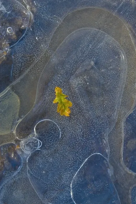 Framed Print : Ice, oak leaf on frozen puddle, Dorset, England, november Framed Print : Ice, oak leaf on frozen puddle, Dorset, England, november