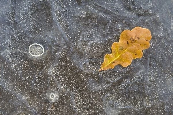 Ice, oak leaf on frozen puddle, Dorset, England, november