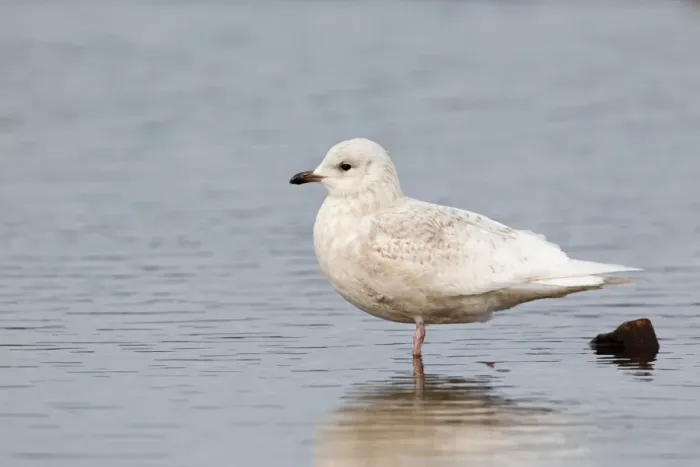 Framed Print : Iceland Gull (Larus glaucoides) immature, first winter plumage, standing in pool, Suffolk, England, february Framed Print : Iceland Gull (Larus glaucoides) immature, first winter plumage, standing in pool, Suffolk, England, february