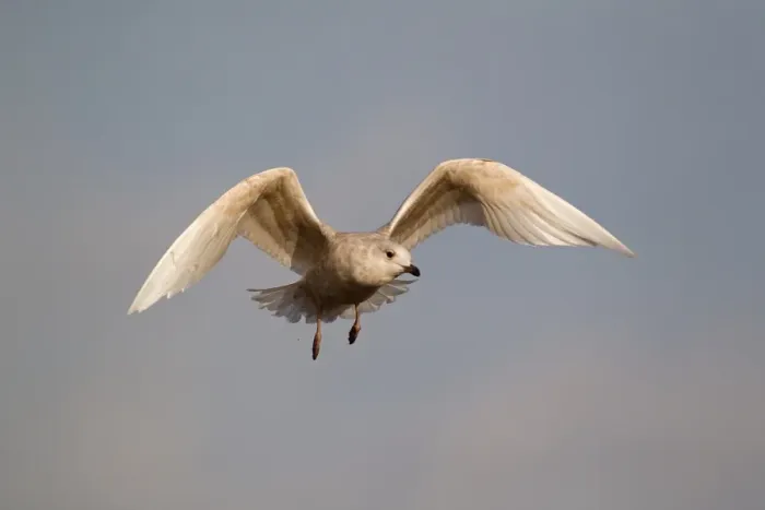 Framed Print : Iceland Gull (Larus glaucoides) immature, first winter plumage, in flight, Suffolk, England, february Framed Print : Iceland Gull (Larus glaucoides) immature, first winter plumage, in flight, Suffolk, England, february