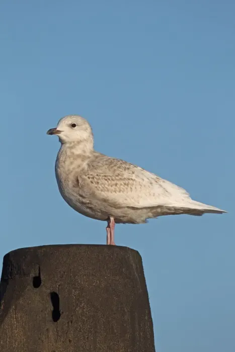 Framed Print : Iceland Gull (Larus glaucoides) juvenile, standing on post, Lowestoft, Suffolk, England, january Framed Print : Iceland Gull (Larus glaucoides) juvenile, standing on post, Lowestoft, Suffolk, England, january