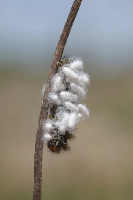 Framed Print : Ichneumon Wasp (Ichneumonoidea sp. ) cocoons, on fritillary butterfly larva, Causse de Gramat, Massif Central, Lot, France, may
