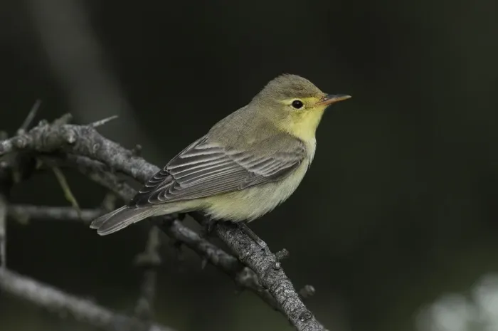 Framed Print : Icterine Warbler (Hippolais icterina) adult, summer plumage, perched on twig, Lemnos, Greece, April
