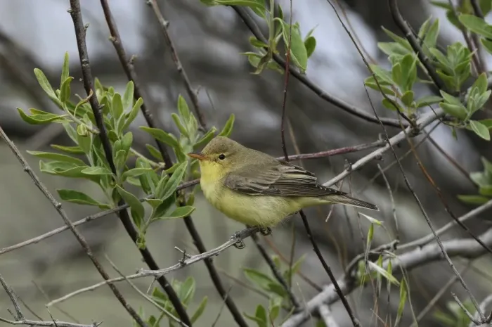 Framed Print : Icterine Warbler (Hippolais icterina) adult, summer plumage, perched on twig, Lemnos, Greece, April Framed Print : Icterine Warbler (Hippolais icterina) adult, summer plumage, perched on twig, Lemnos, Greece, April