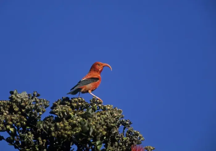 Framed Print : I'iwi (Vestiaria coccinea) adult, perched on bush, Big Island, Hawaii