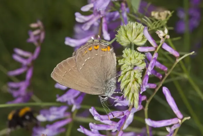 Framed Print : Ilex Hairstreak (Satyrium ilicis) adult, feeding on vetch flowers, Bulgaria, May Framed Print : Ilex Hairstreak (Satyrium ilicis) adult, feeding on vetch flowers, Bulgaria, May