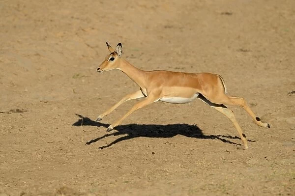 Impala (Aepyceros melampus) adult female, running, South Luangwa N. P. Zambia, June