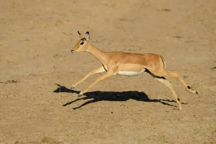 Framed Print : Impala (Aepyceros melampus) adult female, running, South Luangwa N. P. Zambia, June Framed Print : Impala (Aepyceros melampus) adult female, running, South Luangwa N. P. Zambia, June