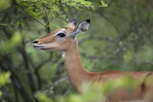 Impala (Aepyceros melampus) adult female, close-up of head and neck, Lake Mburo N. P. Uganda