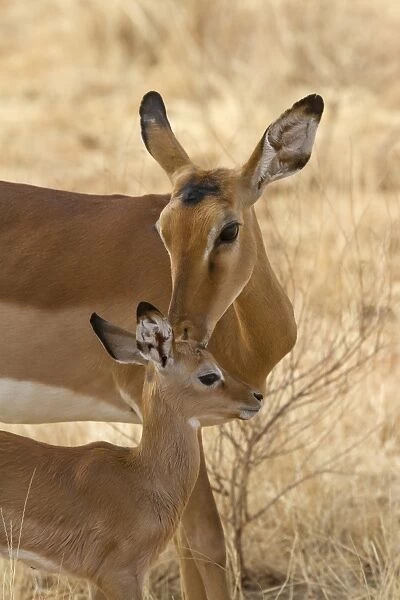 Impala (Aepyceros melampus) adult female, grooming newborn calf, Samburu National Reserve, Kenya, August