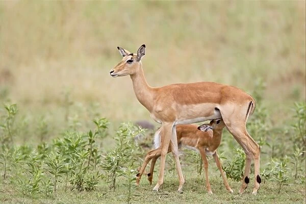 Impala (Aepyceros melampus) adult female with calf, suckling, Okavango Delta, Botswana