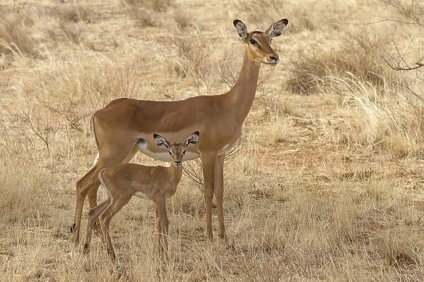 Impala (Aepyceros melampus) adult female and newborn calf, standing in dry savannah, Samburu National Reserve, Kenya