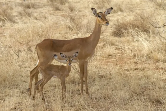 Framed Print : Impala (Aepyceros melampus) adult female and newborn calf, standing in dry savannah, Samburu National Reserve, Kenya Framed Print : Impala (Aepyceros melampus) adult female and newborn calf, standing in dry savannah, Samburu National Reserve, Kenya