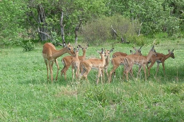 Impala (Aepyceros melampus) adult female with young, group standing in creche, Okavango Delta, Botswana