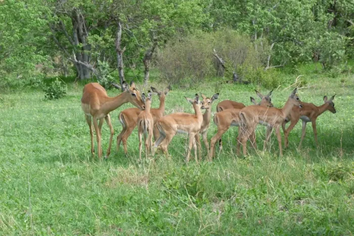 Framed Print : Impala (Aepyceros melampus) adult female with young, group standing in creche, Okavango Delta, Botswana Framed Print : Impala (Aepyceros melampus) adult female with young, group standing in creche, Okavango Delta, Botswana