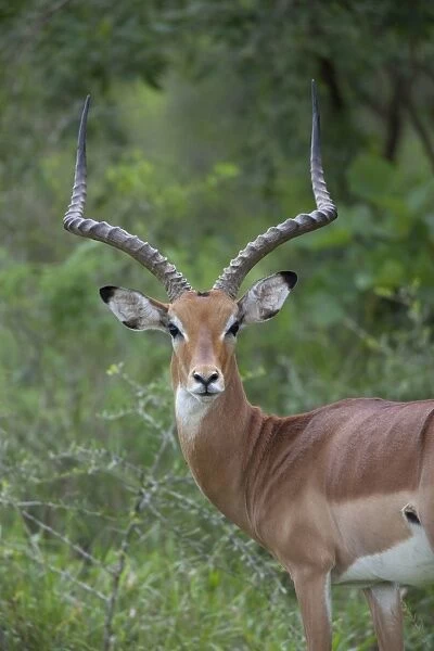 Impala (Aepyceros melampus) adult male, close-up of head and neck, Lake Mburo N. P. Uganda