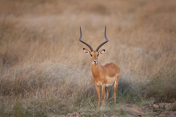 Impala (Aepyceros melampus) adult male, standing in savannah, Masai Mara, Kenya, August