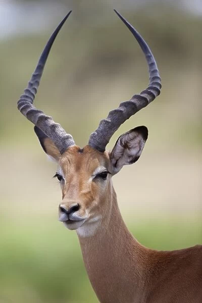 Impala (Aepyceros melampus) adult male, close-up of head, Serengeti N. P. Tanzania, December
